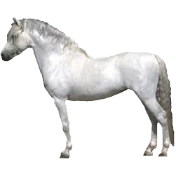 Welara Pony